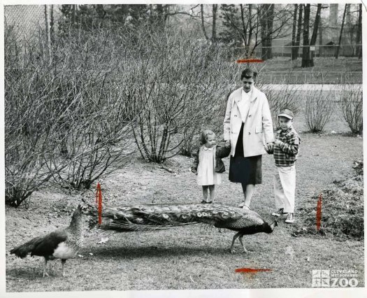 1950's - Peacocks and Visitors