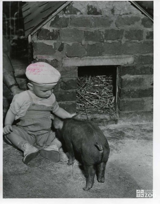 1953 - Piglet and Baby
