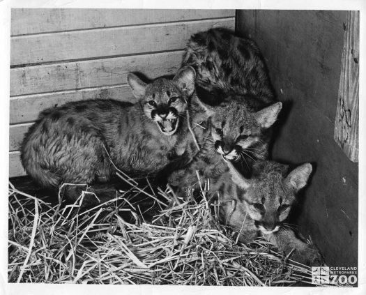 1950's - Puma Cubs