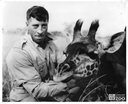 1955 - Safari - Captured Giraffe