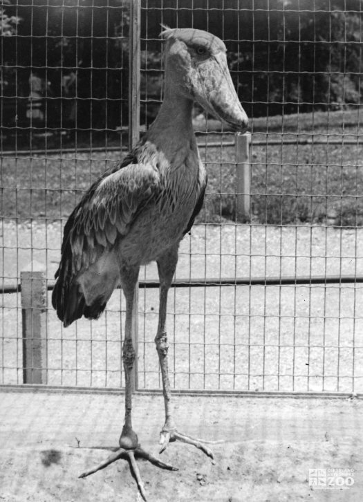 1959 - Shoebill Stork