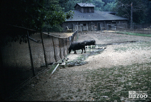 1955 - Water Buffalo