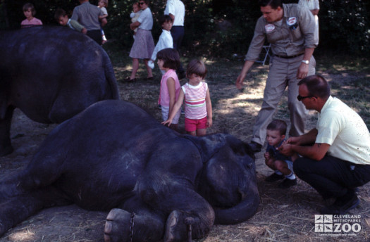 1967 - Asian Elephant Babies