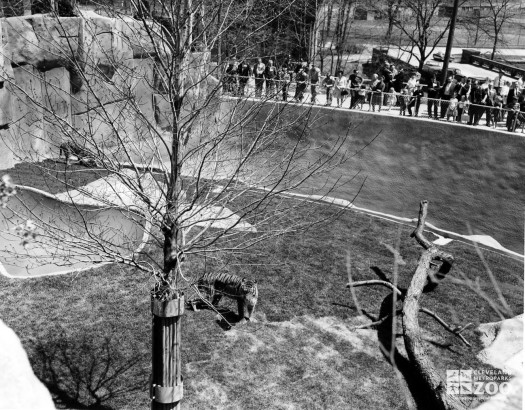 1960's - Lion and Tiger Exhibits, Tiger side