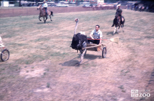 1966 - Ostrich Races on the Track