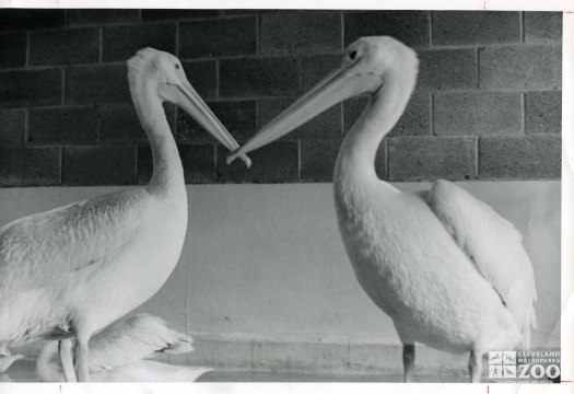 1964 - White Pelicans