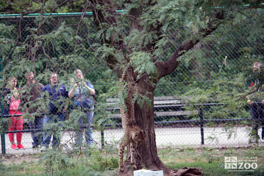 2012 - Cheetah Jumps from Tree during Creature Comforts Event