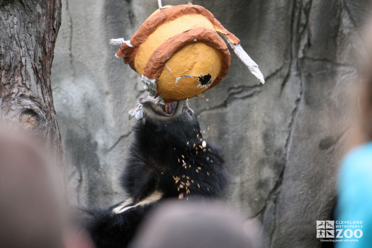 2012 - Sloth Bear at Creature Comforts 