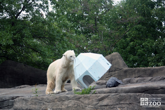 2012 - Polar Bear and Igloo during Creature Comforts