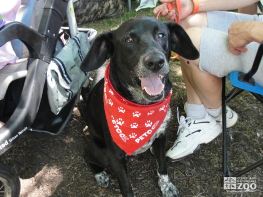 2012 - Meet Your Best Friend - Panting Dog