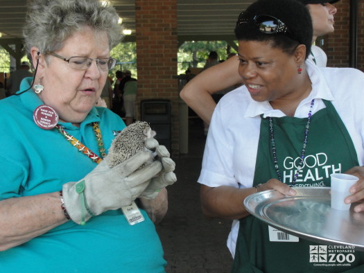 2012 - Hedgehog at Senior Safari
