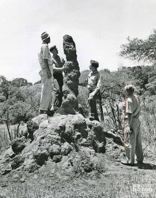 1960 - Safari Winners and Termite Mound