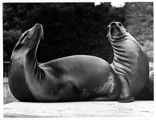 1960's - Two Sea Lions