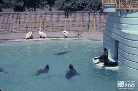 1965 - Sea Lion Pool