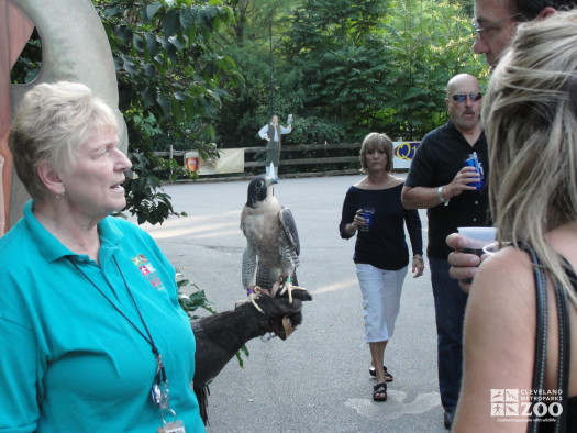 Visitors with Peregrine Falcon at Twilight at the Zoo