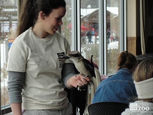 Zoo Staff with Kookaburra during Noon Year's Eve