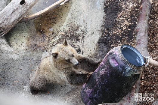 Creature Comforts: A Bear Explores the Barrel