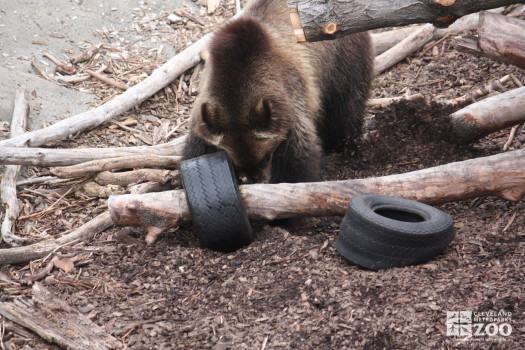 Creature Comforts: A Bear with Tires
