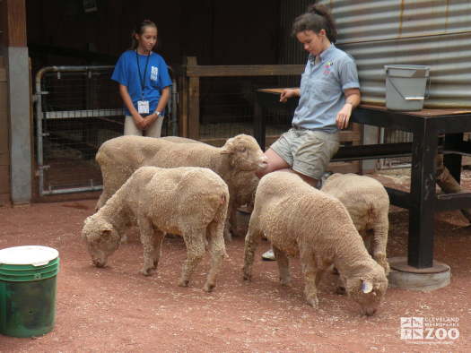 Zoo Crew Member, Interpreter and Sheep