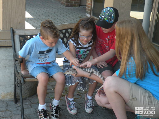 Zoo Crew Member with a Blue-Tongued Skink