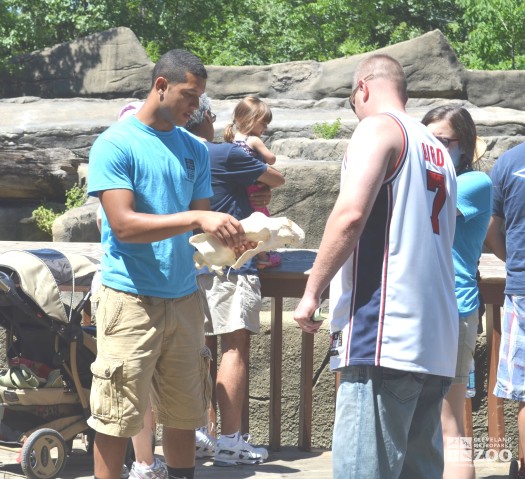 Zoo Crew Volunteer Shows Skull