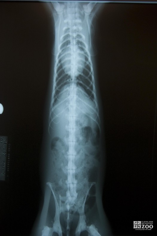 Agouti X-Ray