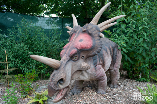 Styracosaurus 