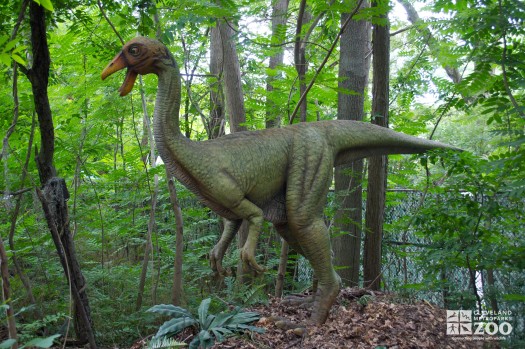 Ornithomimus “bird mimic”