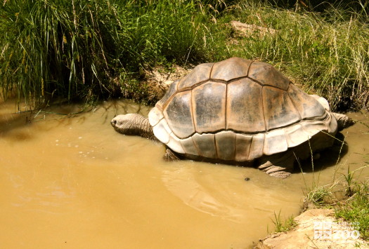 Aldabra Tortoise 3