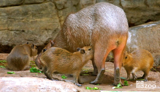 Capybara young feeding 1