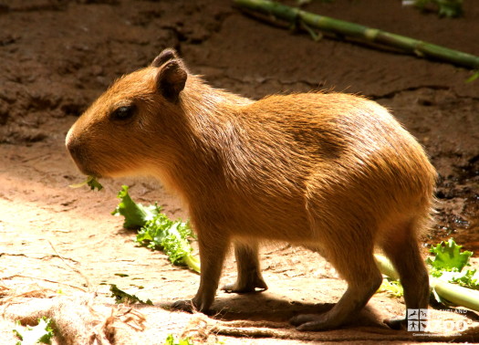 Capybara Baby