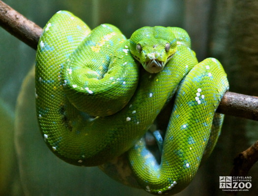 Green Tree Python 1