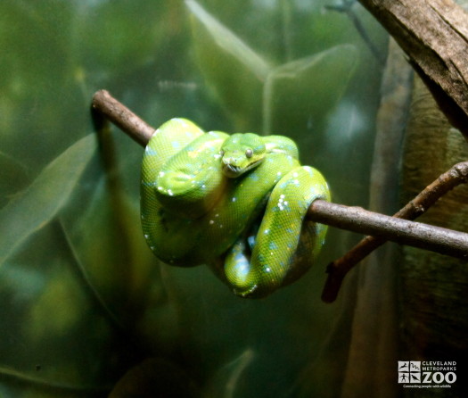 Green Tree Python 2