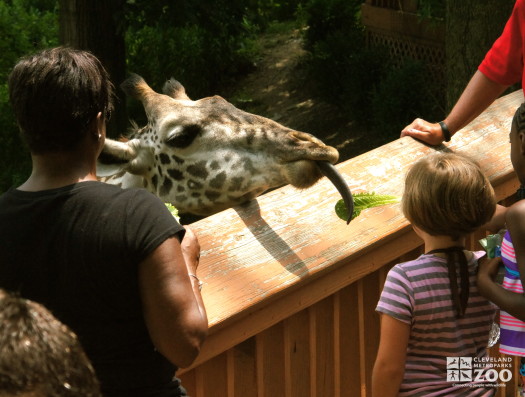 Giraffe feeding 1