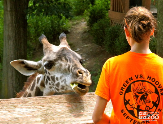 Giraffe feeding 2