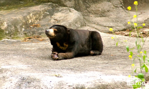 Malaysian Sun Bear 1