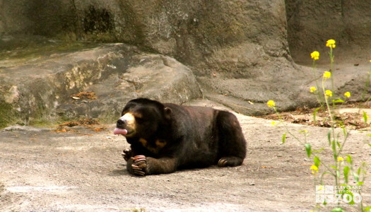 malaysian Sun Bear 2