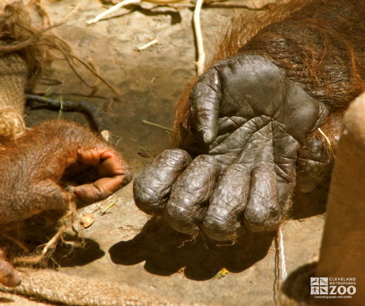 Orangutan Hands