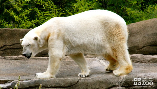 Polar Bear Walking