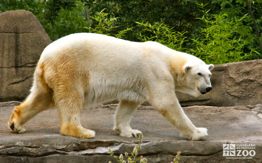 Polar Bear Walking 2