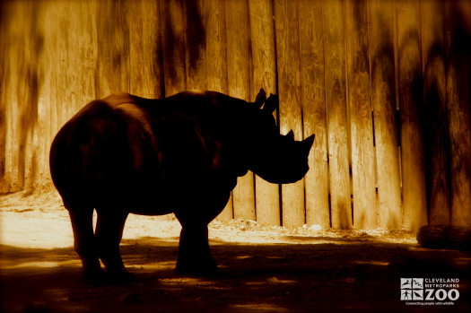 Rhinoceros Silhouette