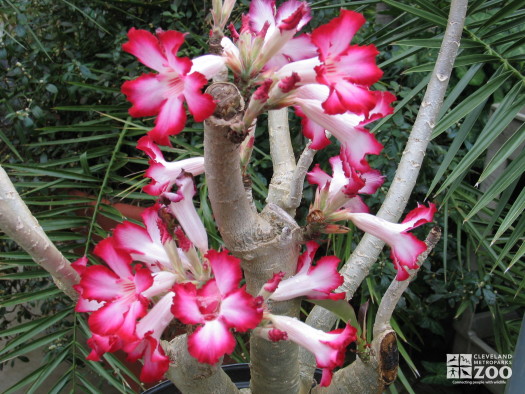 Shell Ginger (Alpinia zerumbet)