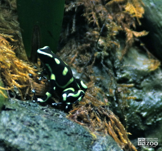 Green and Black Poison Dart Frog 1