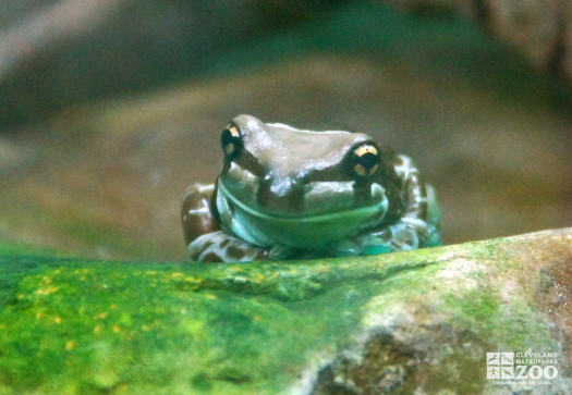 Amazon Milk Frog 1