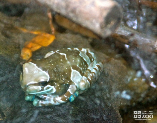 Amazon Milk Frog 3