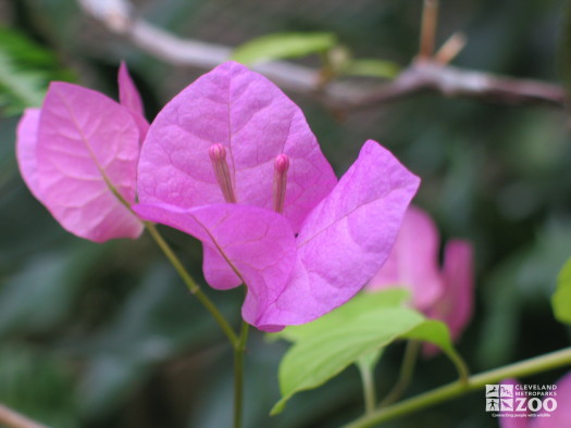 Purple Bougainvilleas (Bougainvillea spectabilis) Close Up