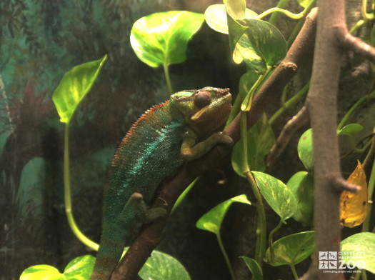 Panther Chameleon 5