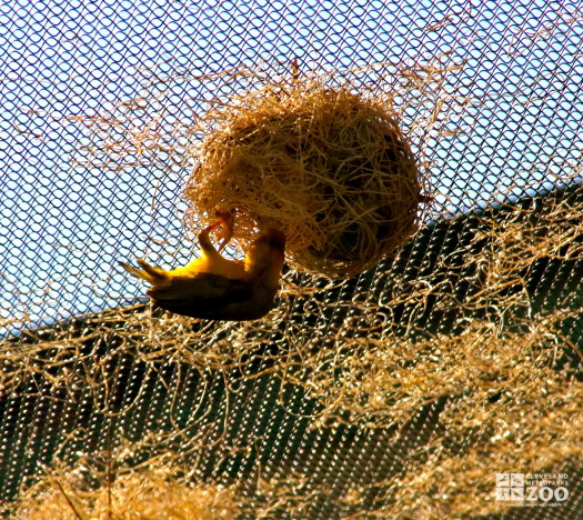 Taveta Golden Weaver 9