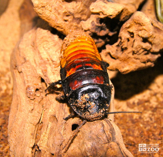 Madagascar Hissing Cockroach 2