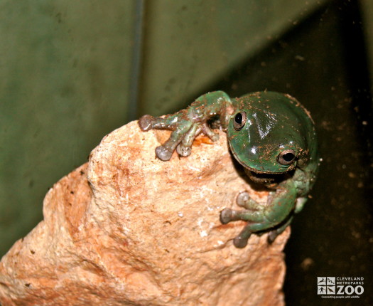 White's Tree Frog 2